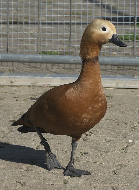 但任何轻视