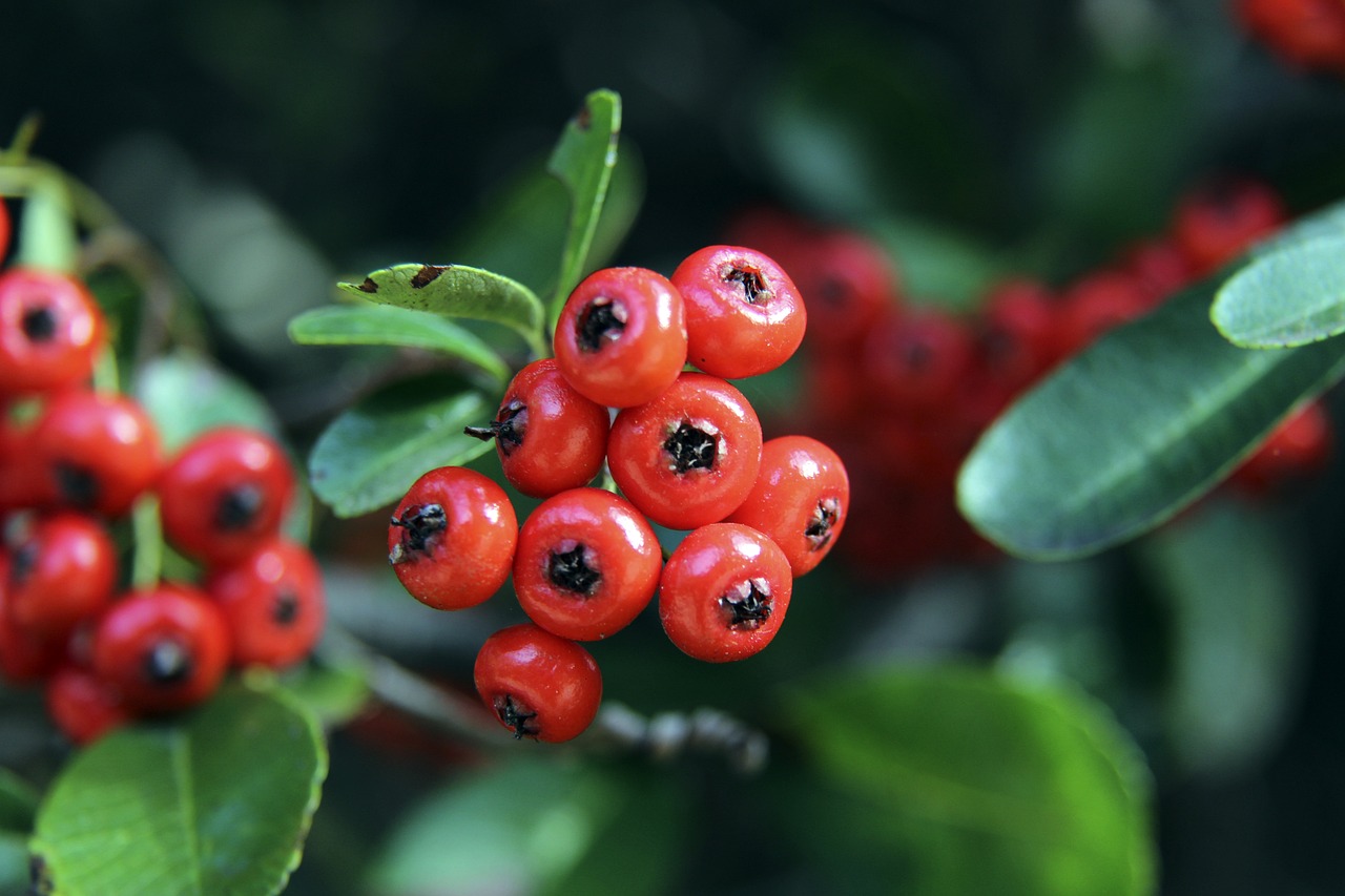天然的紅葉 天然的紅葉